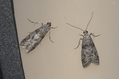 Promylea lunigerella