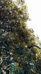 Chrysolepis chrysophylla minor