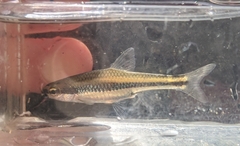 Notropis chalybaeus