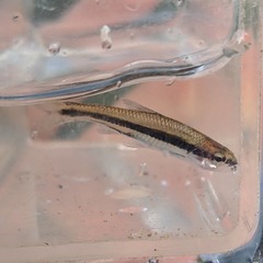 Notropis chalybaeus