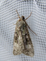 Anaplectoides prasina