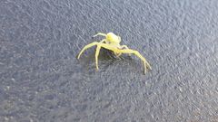 Misumenoides