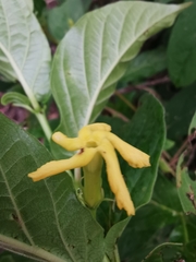 Mandevilla foliosa