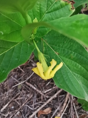 Mandevilla foliosa