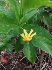 Mandevilla foliosa