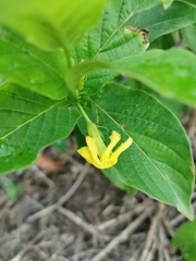 Mandevilla foliosa