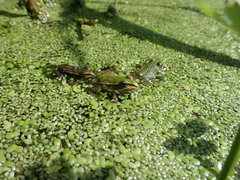 Pelophylax
