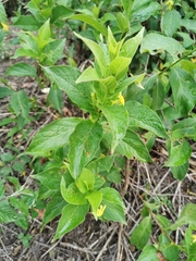 Mandevilla foliosa