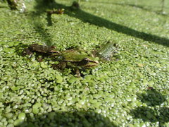 Pelophylax