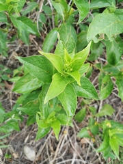Mandevilla foliosa