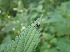 Anthomyia pluvialis