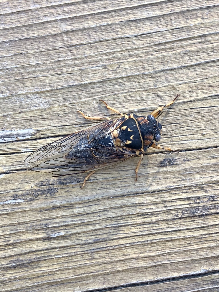 Canadian Synchronous Cicada