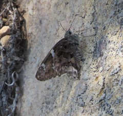 Codatractus arizonensis