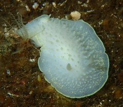 Cadlina
