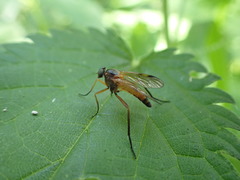 Rhagio immaculatus