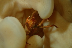 Chorilia longipes