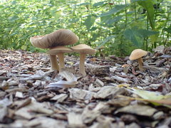 Agrocybe putaminum