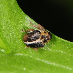 Ceutorhynchinae