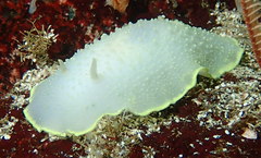 Cadlina