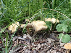 Agrocybe putaminum
