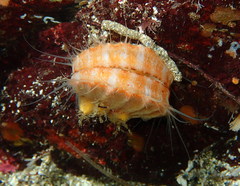 Chlamys hastata