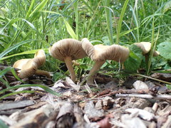 Agrocybe putaminum