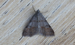 Hemeroplanis historialis