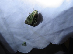 Anaplectoides prasina