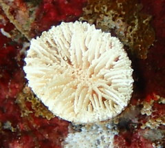 Balanophyllia elegans