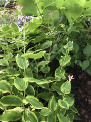 Tricyrtis formosana