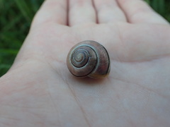 Cepaea nemoralis