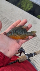 Lepomis peltastes