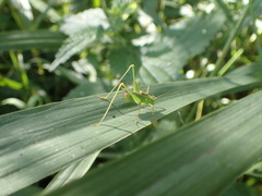 Leptophyes punctatissima
