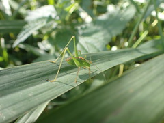 Leptophyes punctatissima