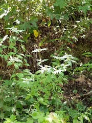 Pycnanthemum albescens