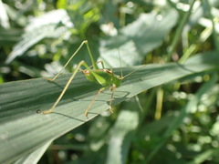 Leptophyes punctatissima