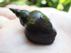 Lymnaea stagnalis