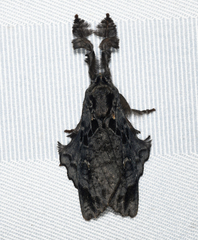 Desmoloma styracis