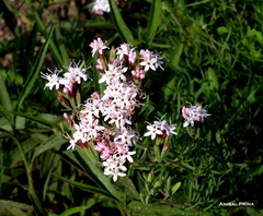 Stevia satureiifolia