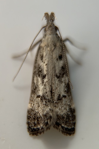 Inverse and Kimball's Dichomeris Moths photo 3