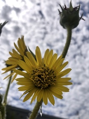 Silphium laciniatum