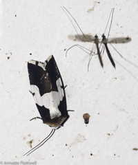Bryolymnia marginata