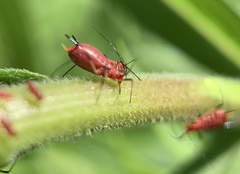 Uroleucon nigrotuberculatum