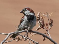 Passer domesticus