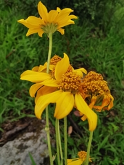 Verbesina parviflora