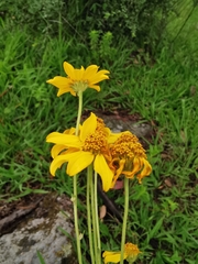 Verbesina parviflora