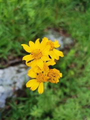 Verbesina parviflora