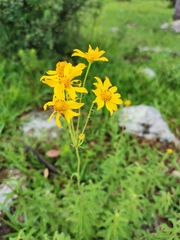 Verbesina parviflora