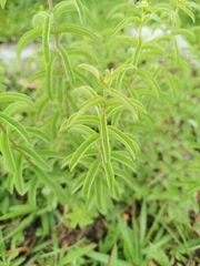 Verbesina parviflora