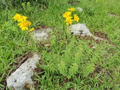 Verbesina parviflora